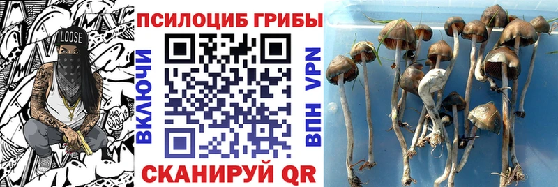 Галлюциногенные грибы Cubensis  Протвино 